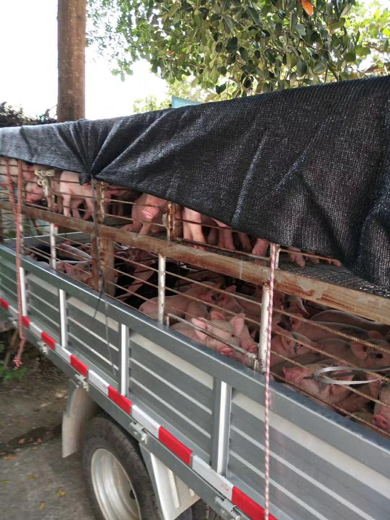 大量供应陆川，三元杂，土白猪苗，各种规格的烧猪用的乳猪。