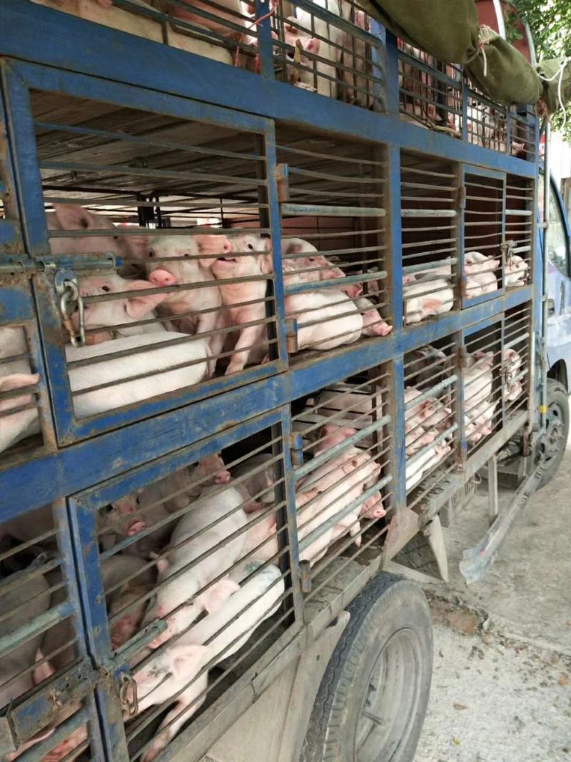 大量供应陆川，三元杂，土白猪苗，各种规格的烧猪用的乳猪。