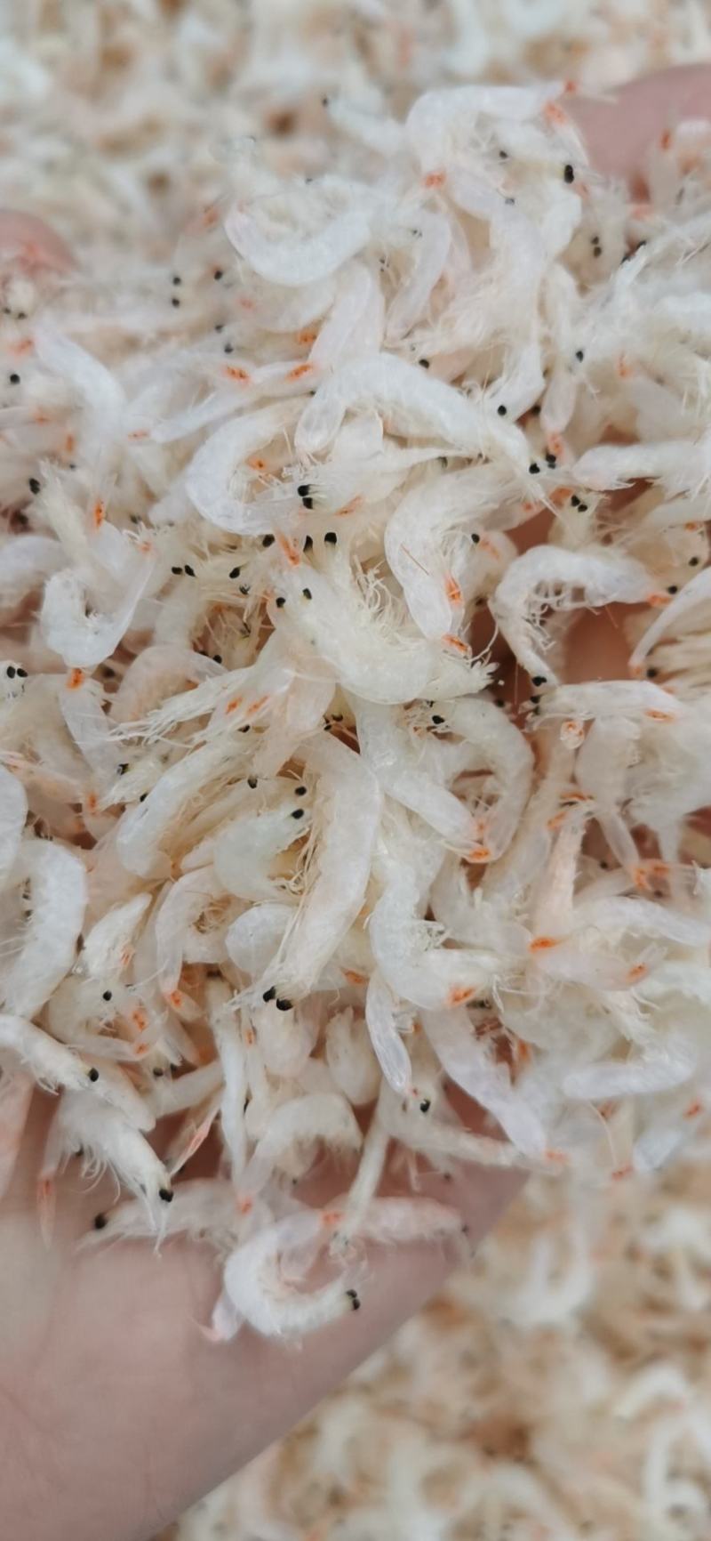 精品虾皮，无盐虾皮，补钙神器，无杂质，可即食