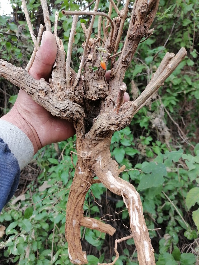 枸杞盆栽大小老桩生熟桩量大可以长年供货