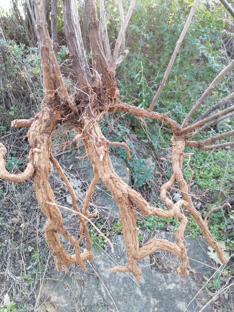 枸杞盆栽大小老桩生熟桩量大可以长年供货