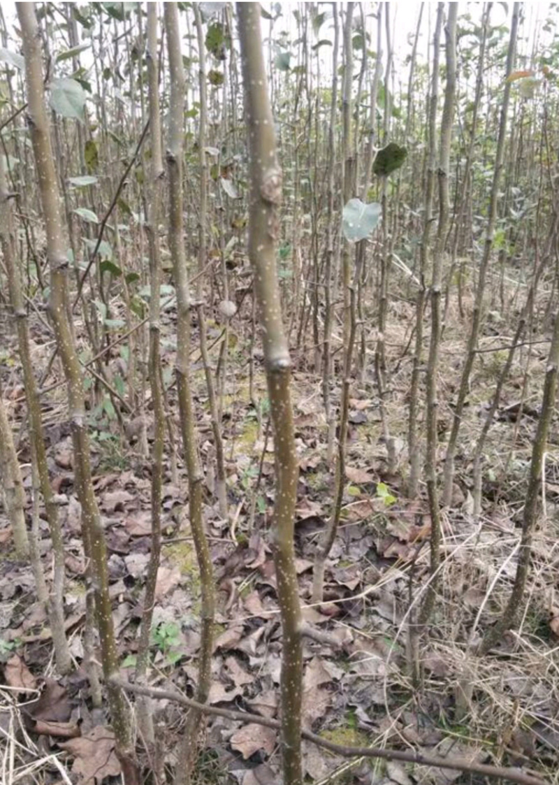梨树苗，占地绿化各规格齐全！货源充足全国发货。，