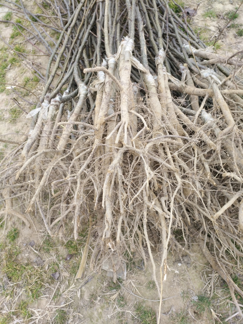 梨树苗，占地绿化各规格齐全！货源充足全国发货。，