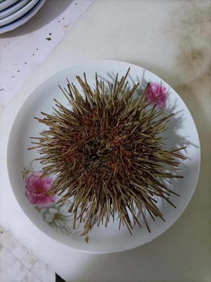 【量大价优】海鲜海胆大连特产，批发4两一只，品质好