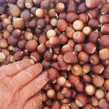 大量供应优质的橡子树种子发芽率百分之百保质保量