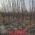 基地大量供应2~3公分123苹果树，李子树，沙果树
