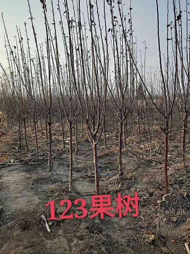基地大量供应2~3公分123苹果树，李子树，沙果树