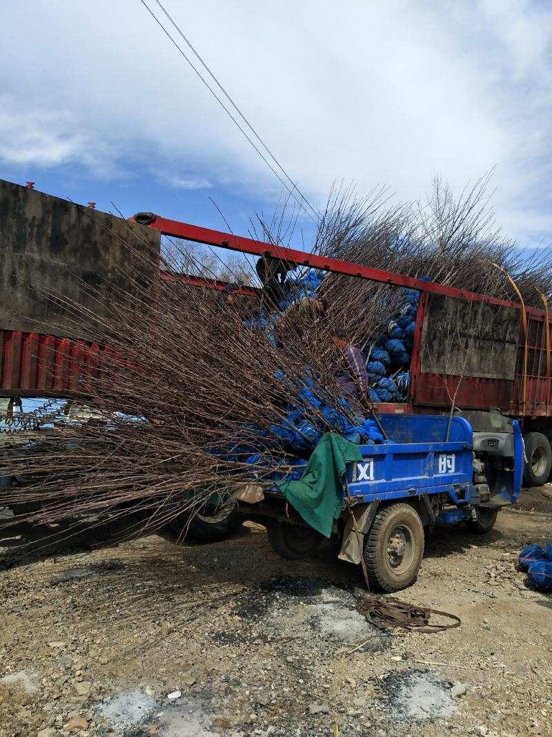 基地大量供应2~3公分123苹果树，李子树，沙果树