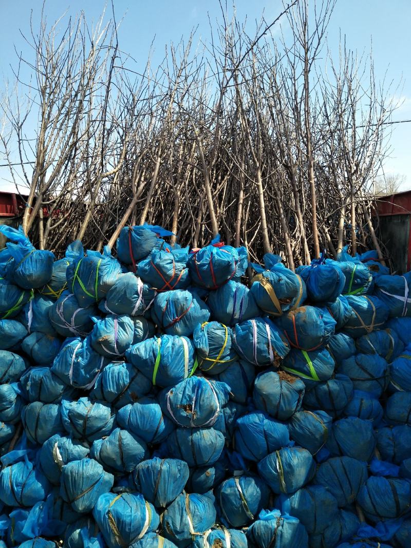 基地大量供应2~3公分123苹果树，李子树，沙果树
