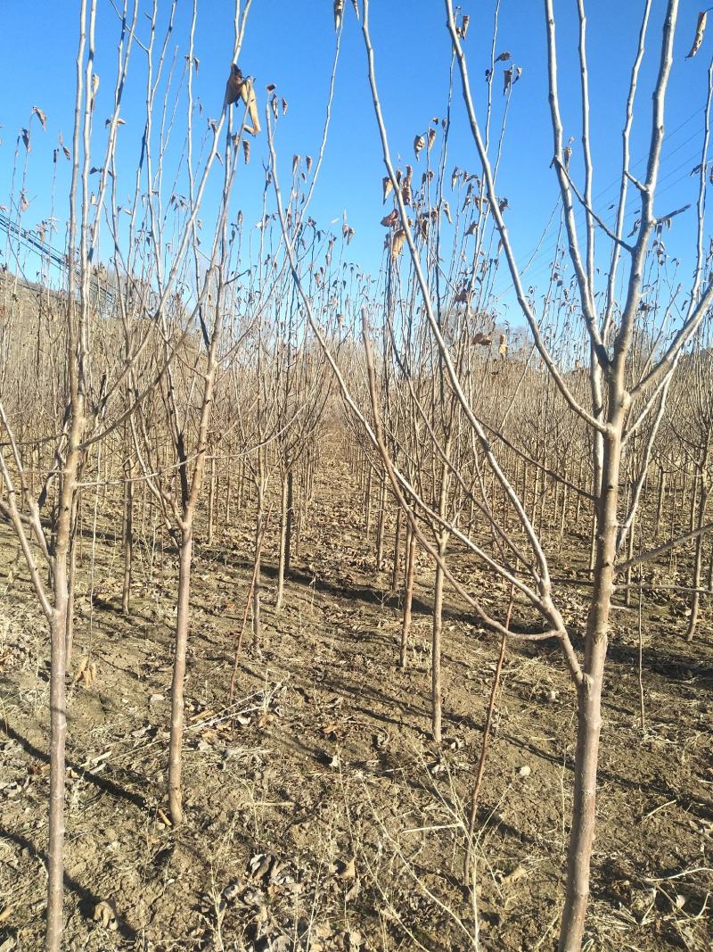 基地大量供应2~3公分123苹果树，李子树，沙果树