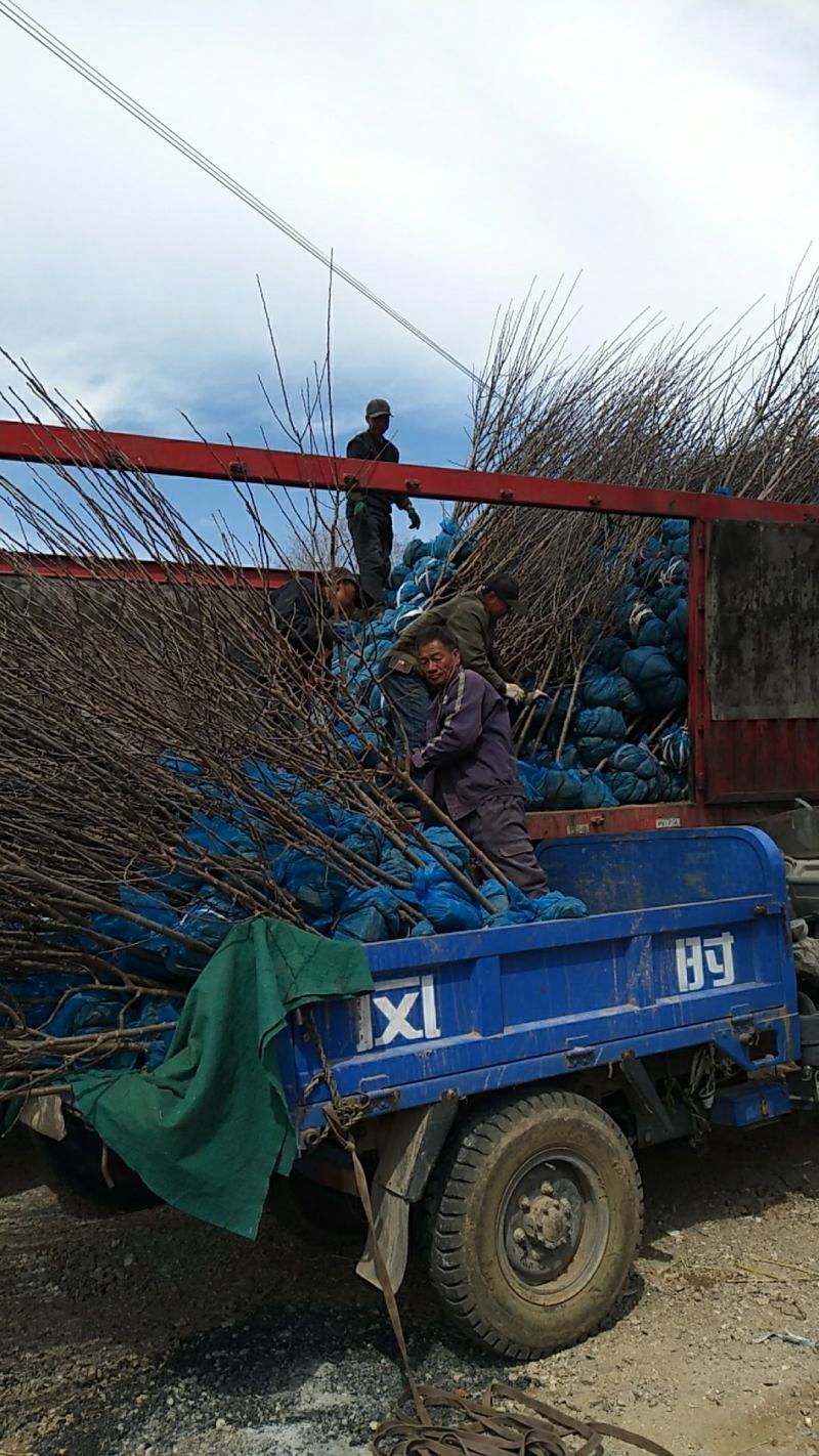 基地大量供应2~3公分123苹果树，李子树，沙果树
