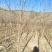 基地大量供应2~3公分123苹果树，李子树，沙果树