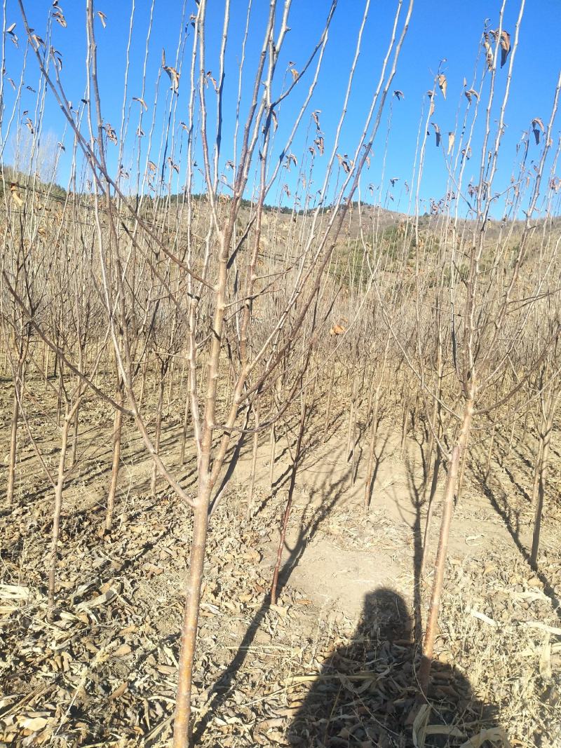 基地大量供应2~3公分123苹果树，李子树，沙果树