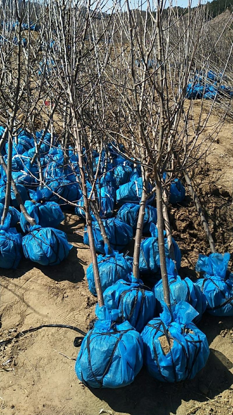 基地大量供应2~3公分123苹果树，李子树，沙果树