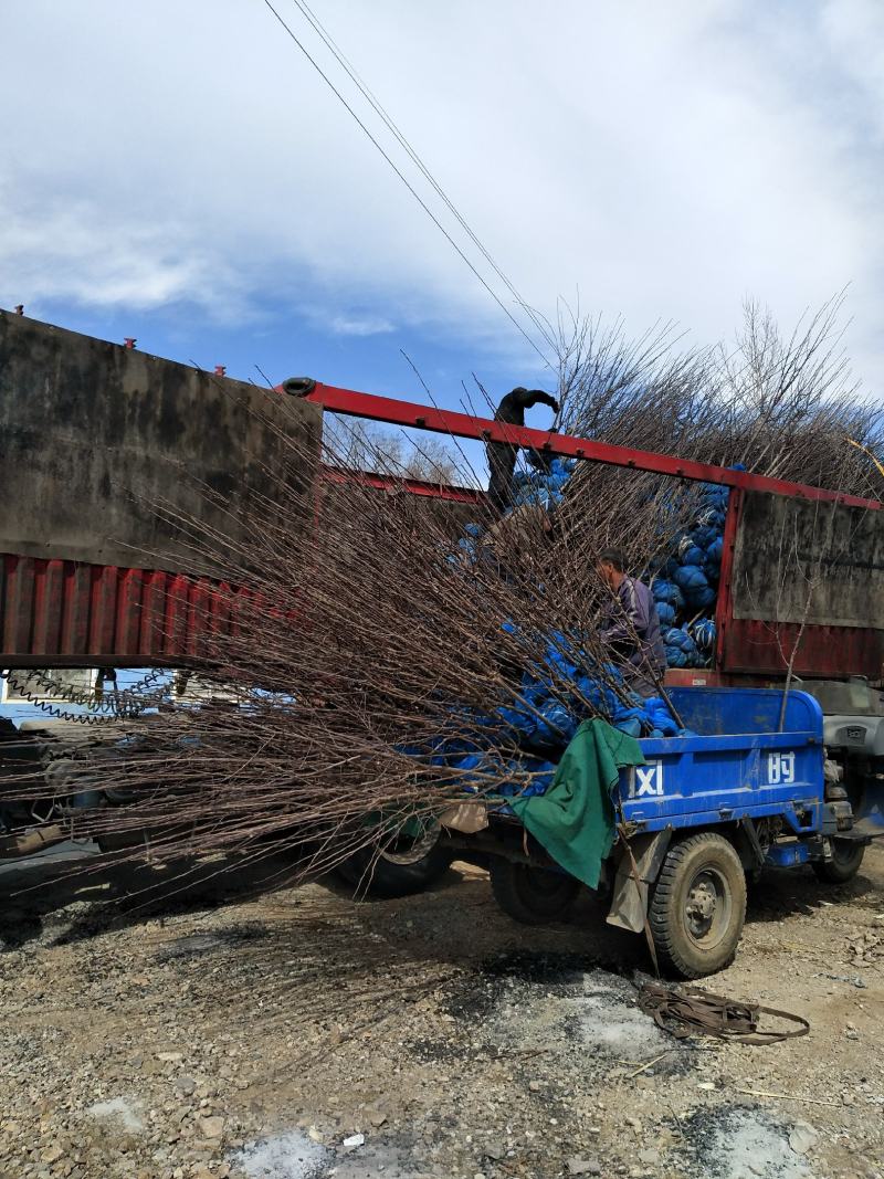 基地大量供应2~3公分123苹果树，李子树，沙果树