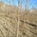 基地大量供应2~3公分123苹果树，李子树，沙果树