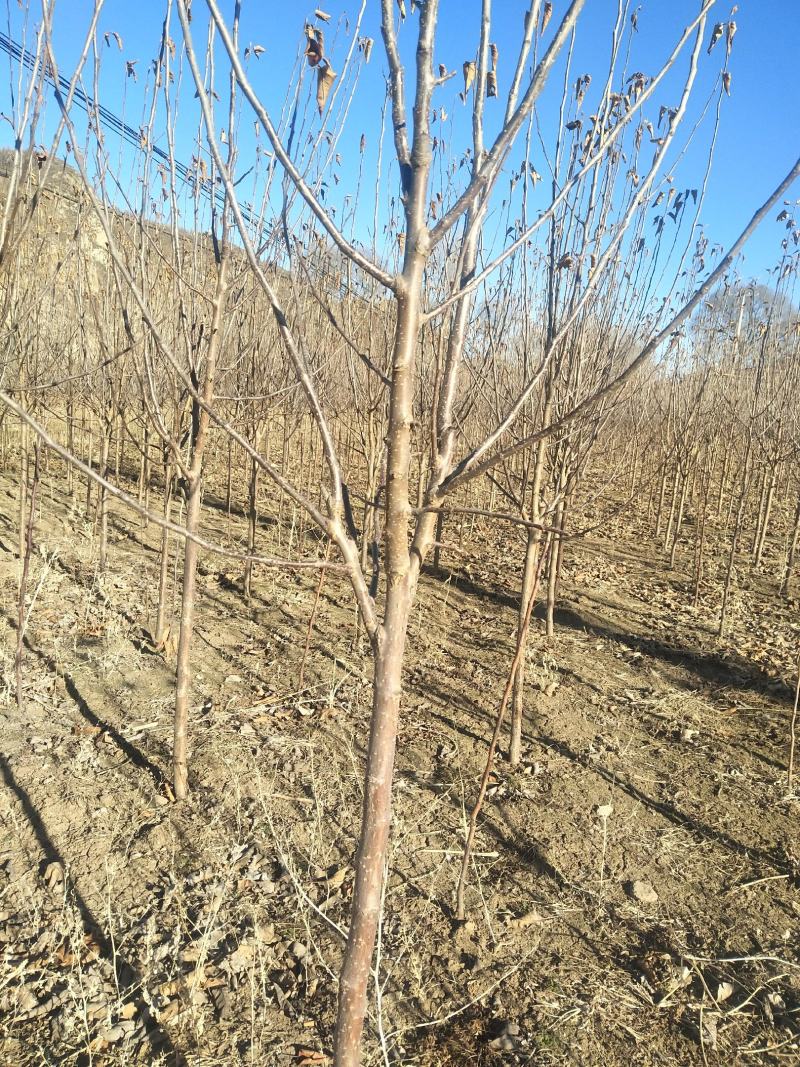 基地大量供应2~3公分123苹果树，李子树，沙果树