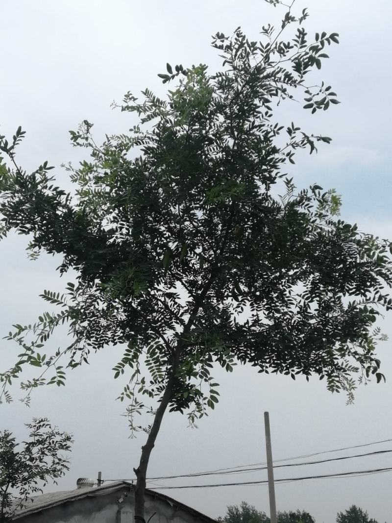 皂角树将军树大小规格都有