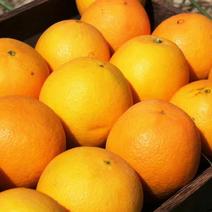 香甜脐橙可以试吃的橙子口感很甜一件