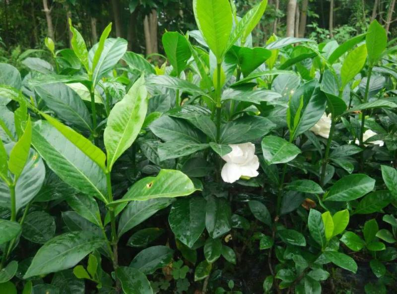 大叶栀子花树苗浓香型庭院绿化四季常青开花小苗室内盆栽盆景