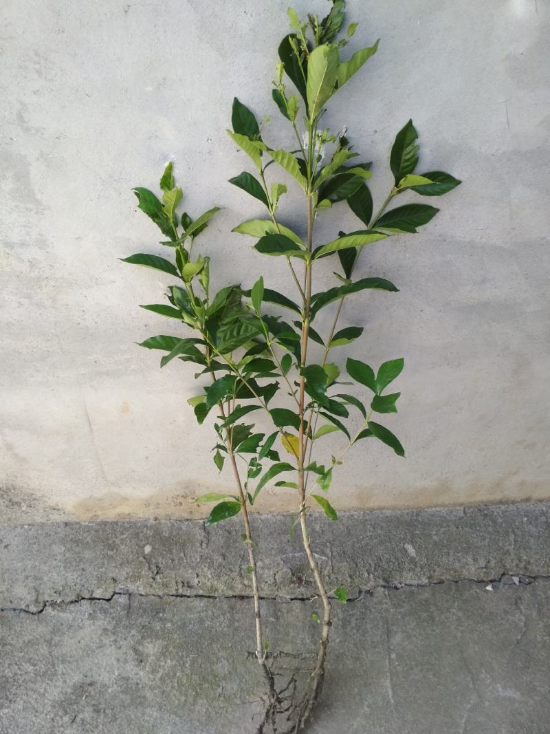 大叶栀子花树苗浓香型庭院绿化四季常青开花小苗室内盆栽盆景