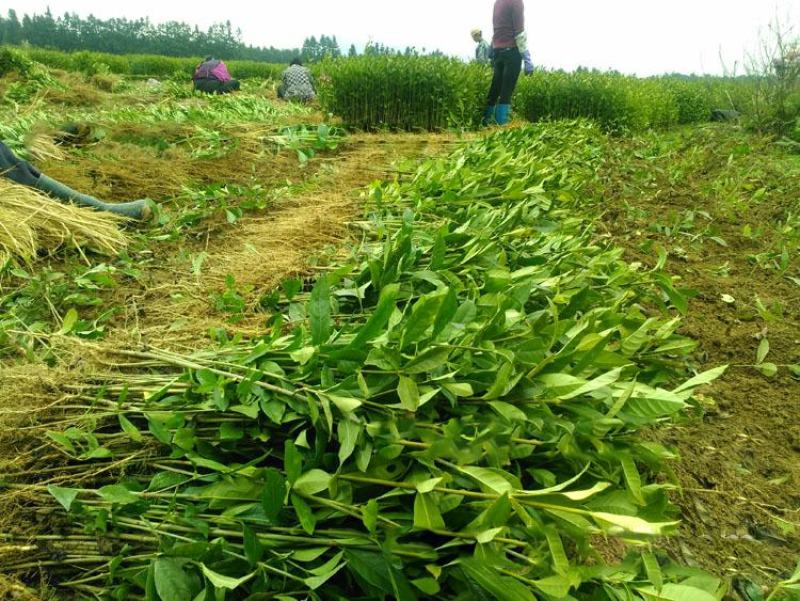 大叶栀子花树苗浓香型庭院绿化四季常青开花小苗室内盆栽盆景
