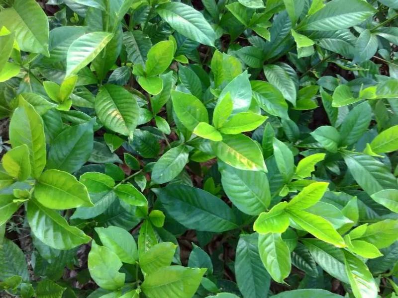 大叶栀子花树苗浓香型庭院绿化四季常青开花小苗室内盆栽盆景