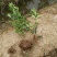 大叶栀子花树苗浓香型庭院绿化四季常青开花小苗室内盆栽盆景