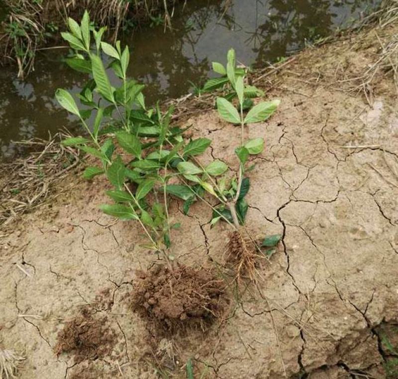 大叶栀子花树苗浓香型庭院绿化四季常青开花小苗室内盆栽盆景