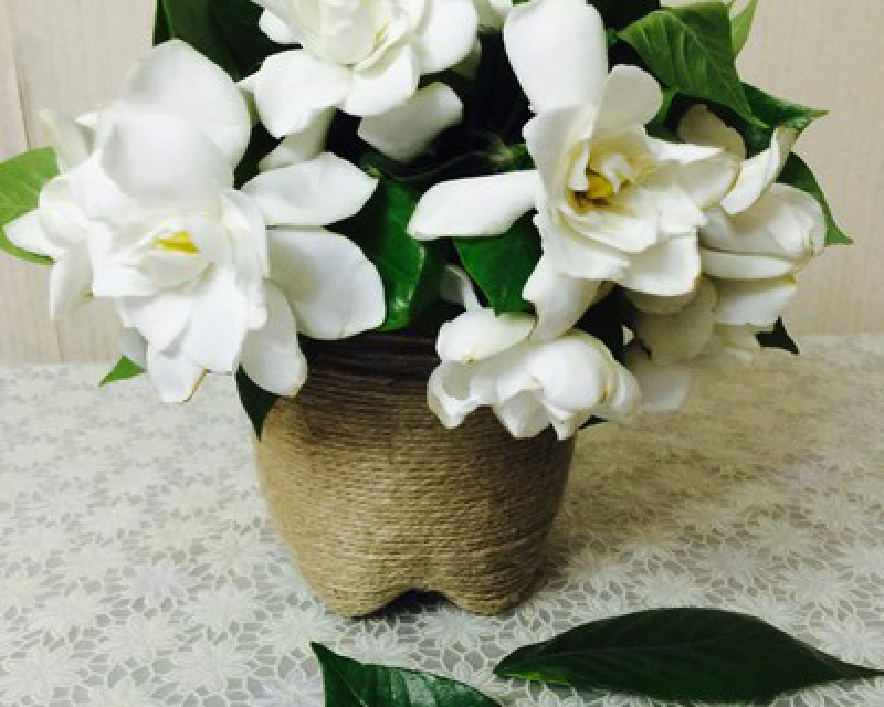 大叶栀子花树苗浓香型庭院绿化四季常青开花小苗室内盆栽盆景
