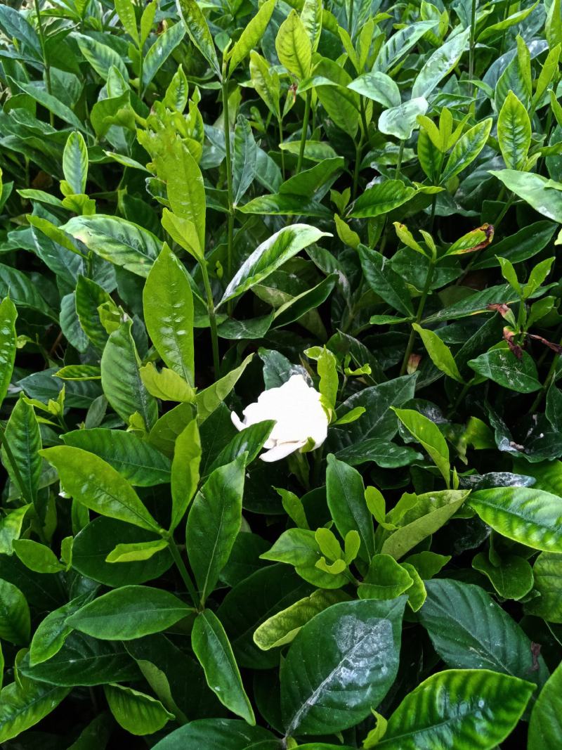 大叶栀子花树苗浓香型庭院绿化四季常青开花小苗室内盆栽盆景