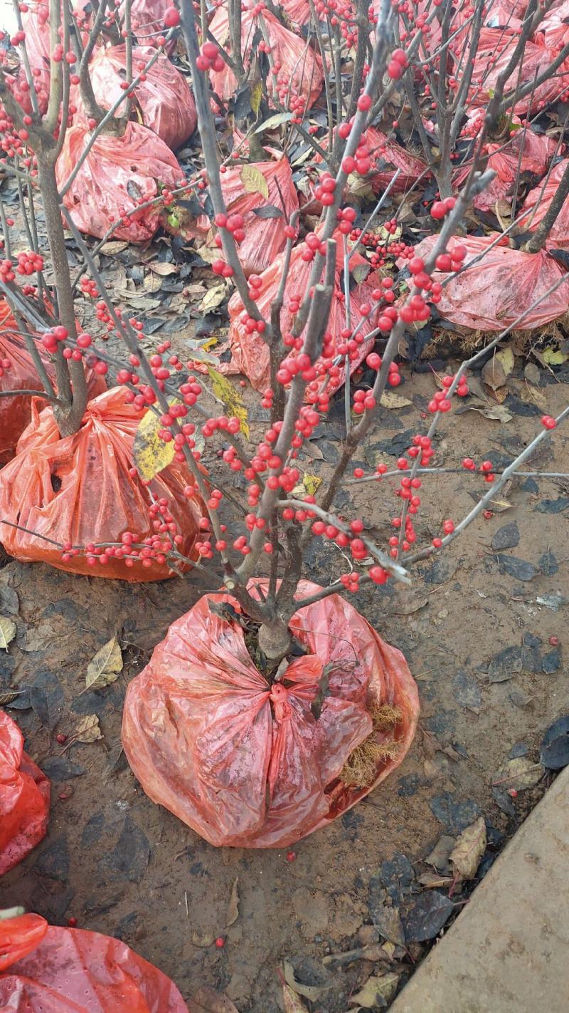 北美冬青树苗绿植物盆栽室内盆景花灌木花卉客厅轮生园林景观