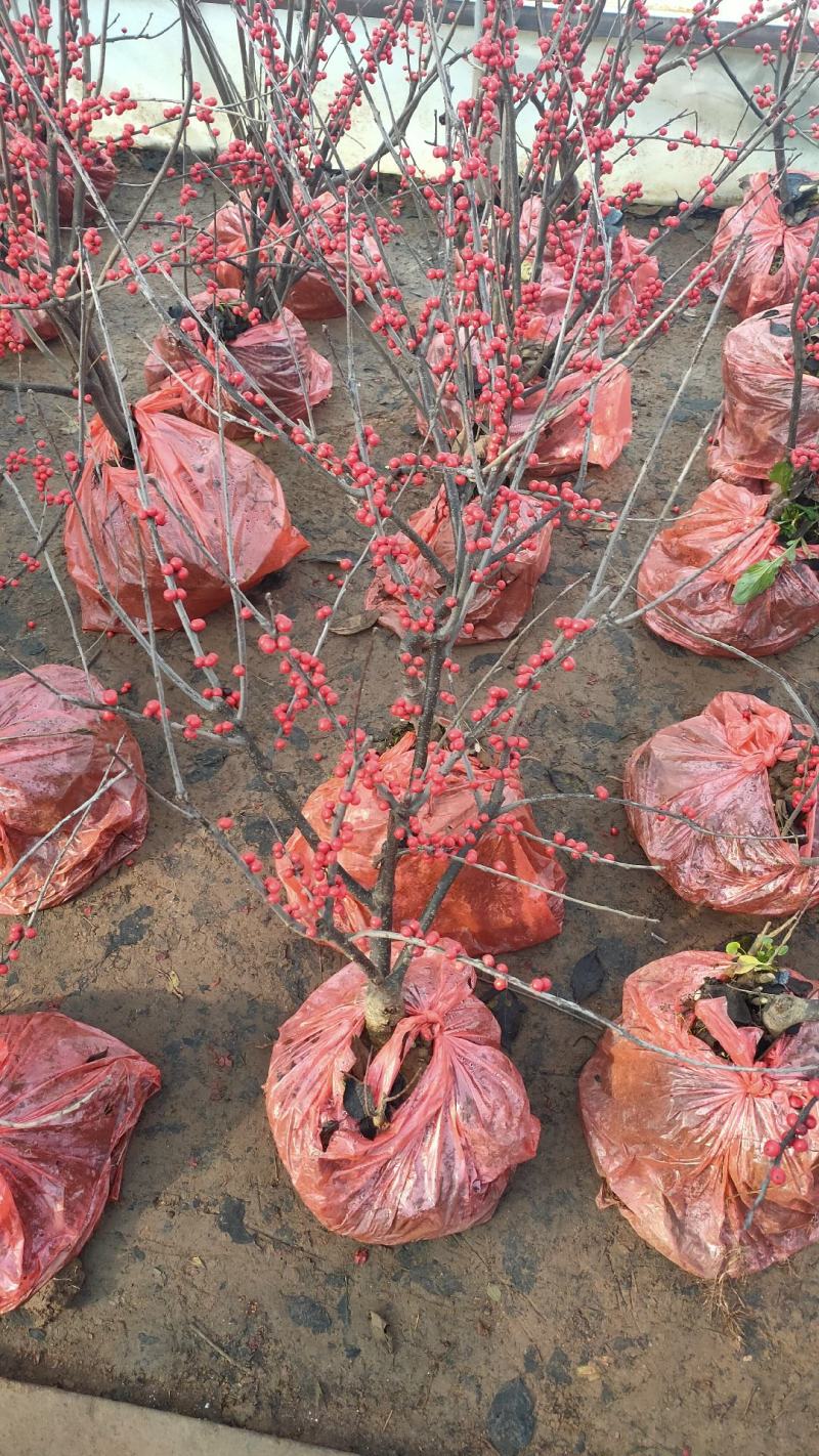 北美冬青树苗绿植物盆栽室内盆景花灌木花卉客厅轮生园林景观
