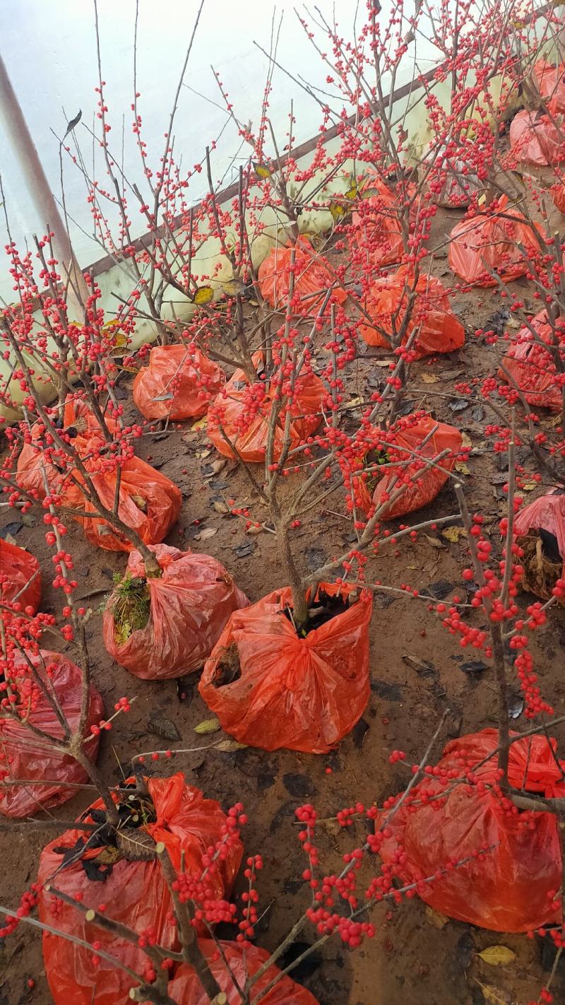 北美冬青树苗绿植物盆栽室内盆景花灌木花卉客厅轮生园林景观