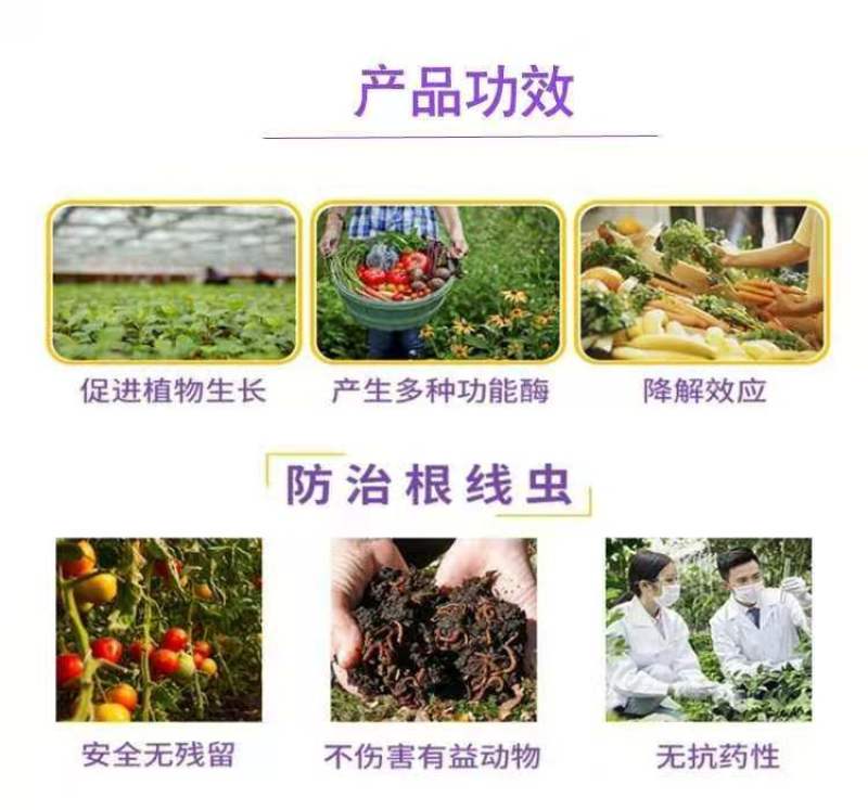 厂家销售微生物菌剂—淡紫拟青霉，专治根结线虫根瘤病