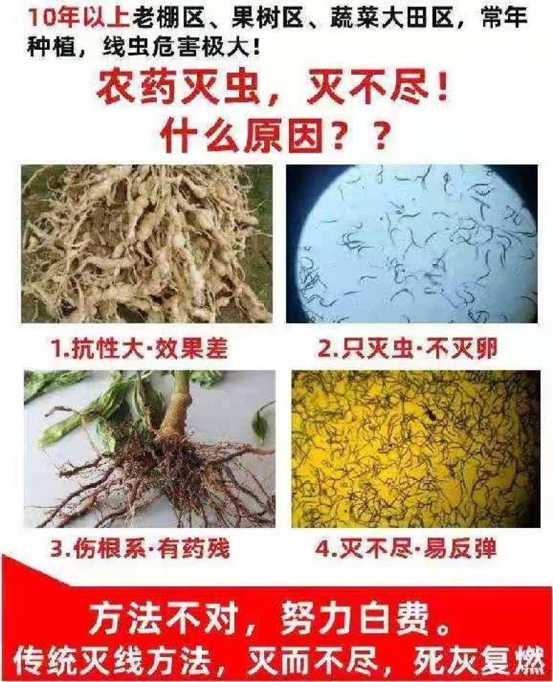 厂家销售微生物菌剂—淡紫拟青霉，专治根结线虫根瘤病