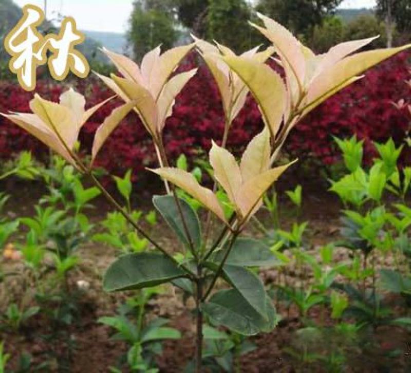 珍珠彩叶桂树苗庭院绿化苗木四季不落叶观叶桂花小苗室外包邮