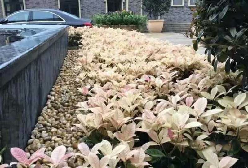 珍珠彩叶桂树苗庭院绿化苗木四季不落叶观叶桂花小苗室外包邮