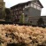 珍珠彩叶桂树苗庭院绿化苗木四季不落叶观叶桂花小苗室外包邮