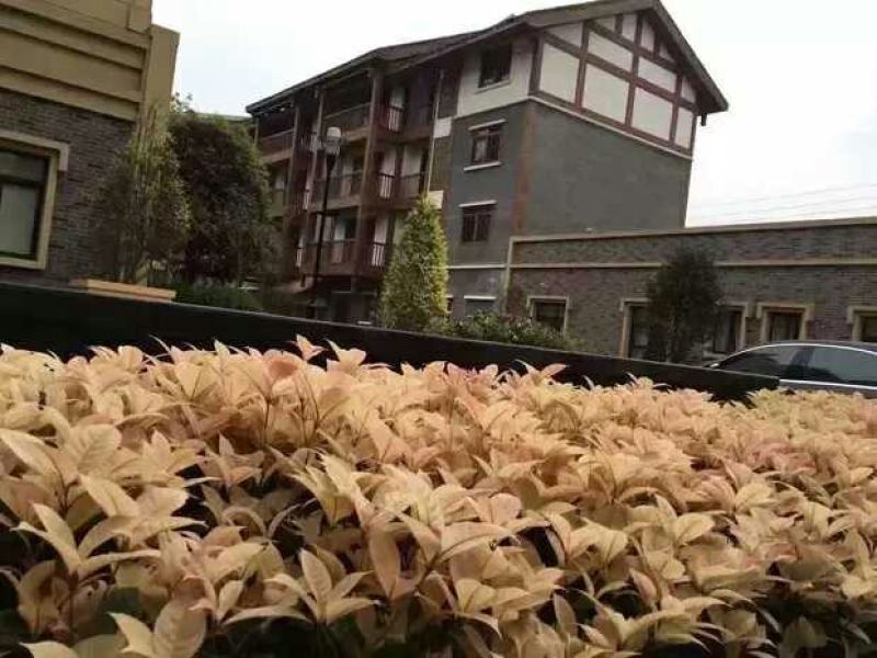 珍珠彩叶桂树苗庭院绿化苗木四季不落叶观叶桂花小苗室外包邮