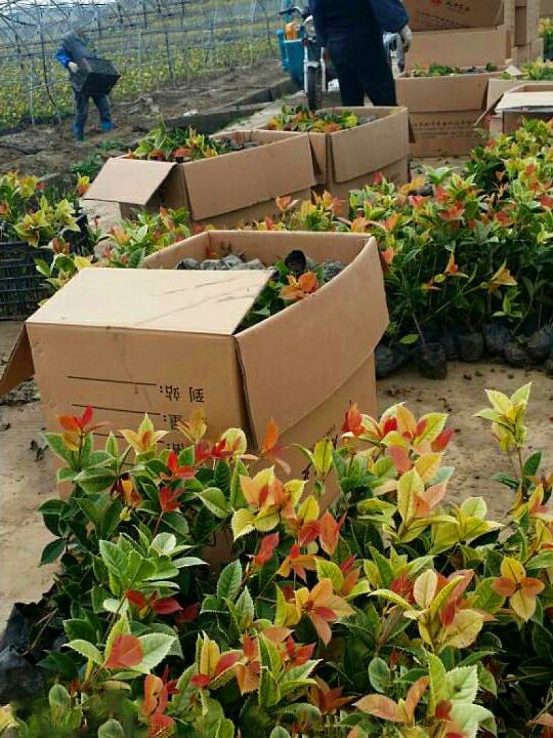 珍珠彩叶桂树苗庭院绿化苗木四季不落叶观叶桂花小苗室外包邮