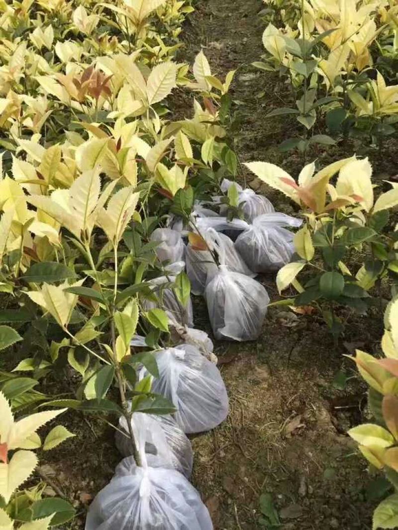 珍珠彩叶桂树苗庭院绿化苗木四季不落叶观叶桂花小苗室外包邮