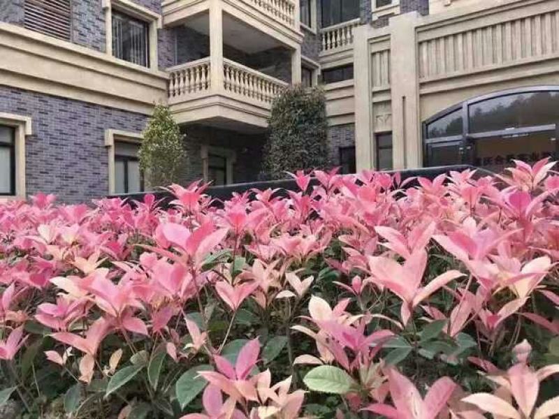 珍珠彩叶桂树苗庭院绿化苗木四季不落叶观叶桂花小苗室外包邮