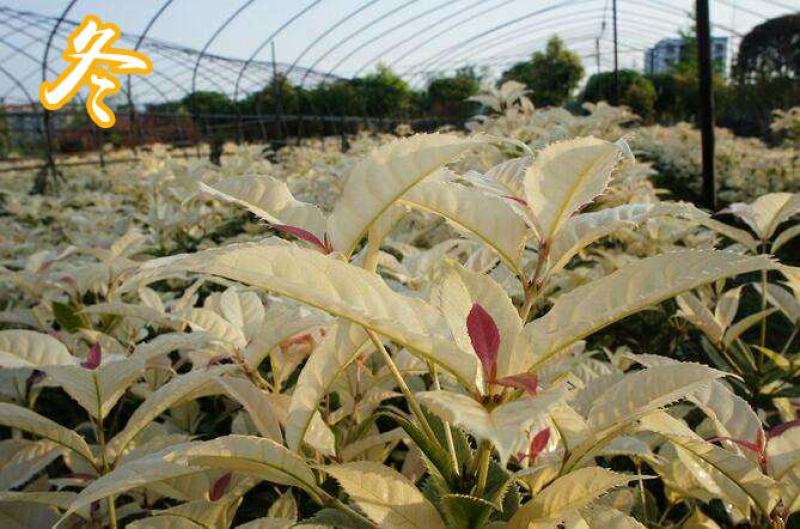 珍珠彩叶桂树苗庭院绿化苗木四季不落叶观叶桂花小苗室外包邮