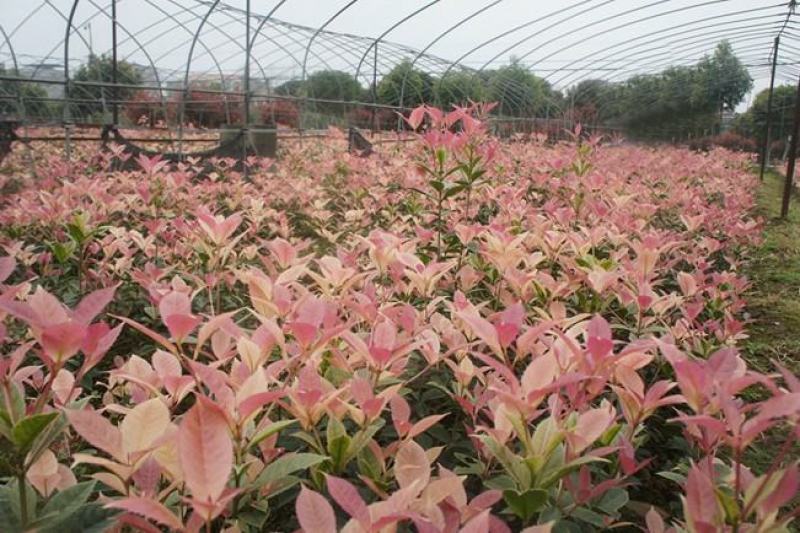 珍珠彩叶桂树苗庭院绿化苗木四季不落叶观叶桂花小苗室外包邮