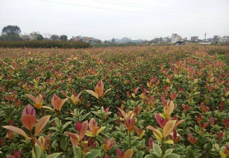 珍珠彩叶桂树苗庭院绿化苗木四季不落叶观叶桂花小苗室外包邮