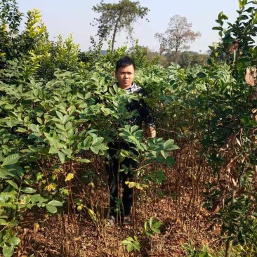 江西樟树中花吴茱萸树苗