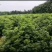 江西樟树中花吴茱萸树苗