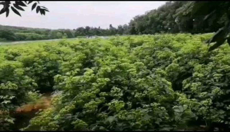 江西樟树中花吴茱萸树苗