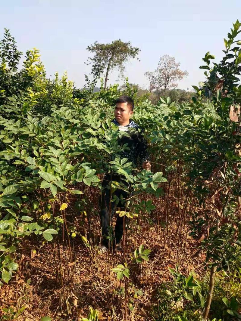 江西樟树中花吴茱萸树苗